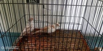 Red pide dove