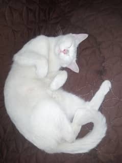 Persian Female / Dotted Eye's / Single Cot / Vaccination Clear