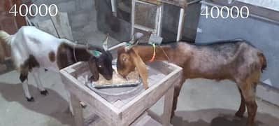 2 daath kassi bakry for sale from Qurbani jori healthy and Active