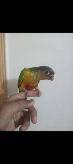 hand tamed conure chicks