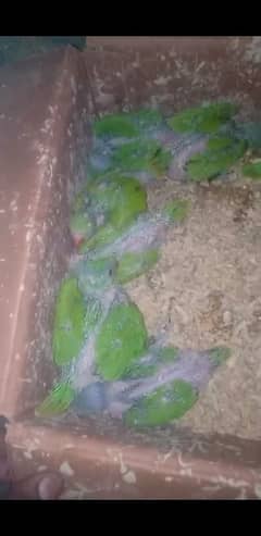 --------------katha parrot baby----------