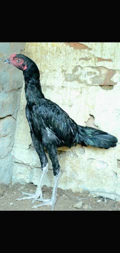 aseel quality bird patha 03135432147