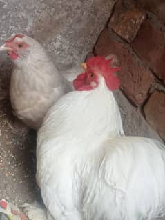 Bantam pair for sale