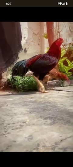 aseel eggs available