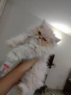 Persian kittens / Cats