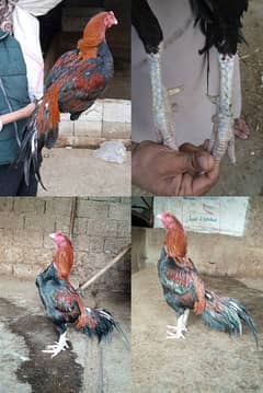 Aseel/ Aseel Minawali/ Pakistani Aseel/ Aseel Murga/ Aseel Chicks