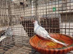 Diamond Dove Pairs - Diamond pied breader pair for sale Blue Pied Wash