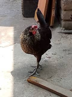 golden misri hens