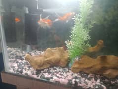 Fishes