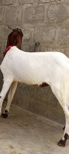 Bakra 2 dant khassi