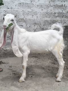 gulabi