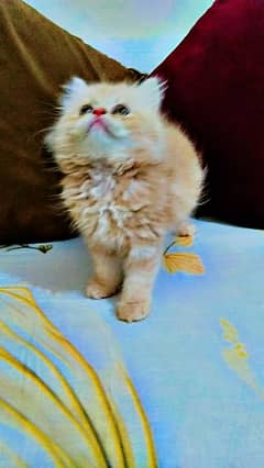 Pure Punch Face Persian Kitten