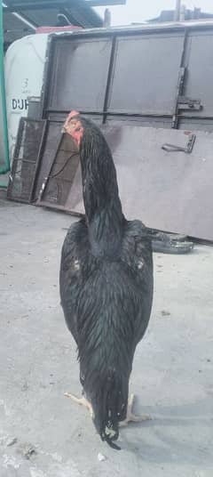 Black Shampoo Aseel