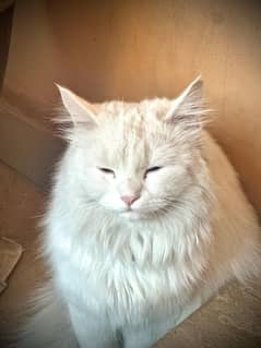 persian