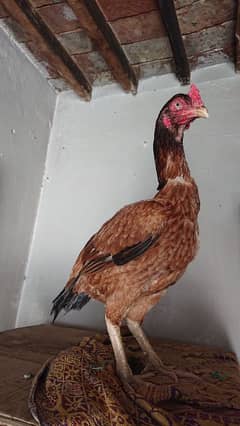 lasani lakhi madi for sale mazboot jor