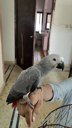 African gray parrot for sale