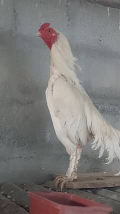 Heera Aseel Mianwali for sale