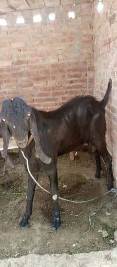 amritsar betal Donda breedar bakra