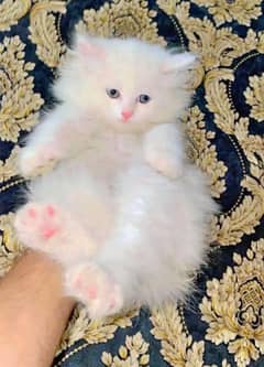 Persian cat vaccination clear for urgent sale 03427654468