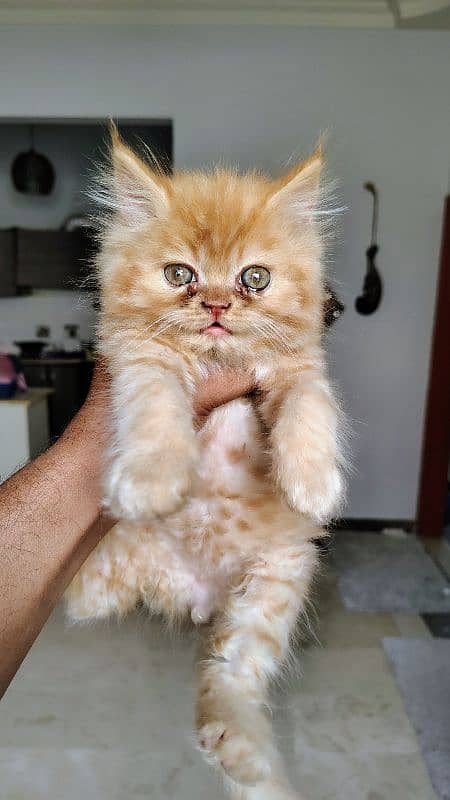SEMI PUNCH male 0