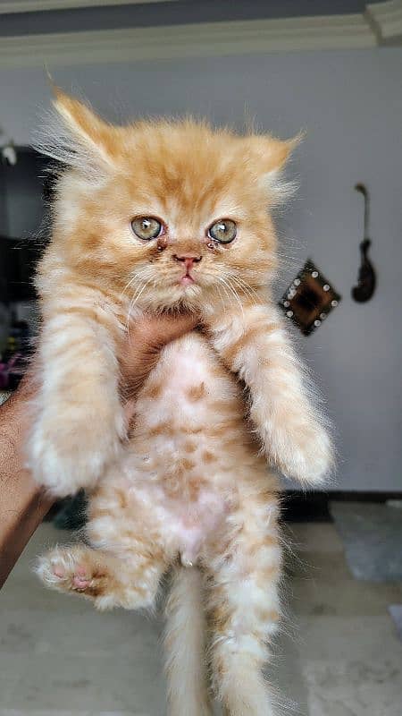 SEMI PUNCH male 1