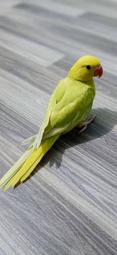 Buttercub yellow lecving