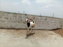 rajhistani Bakra