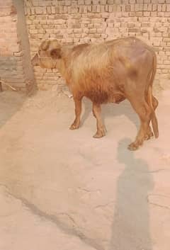 katta for sale qurbani 900 par kg  52.3R
