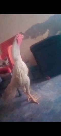 o shamo 03134886105