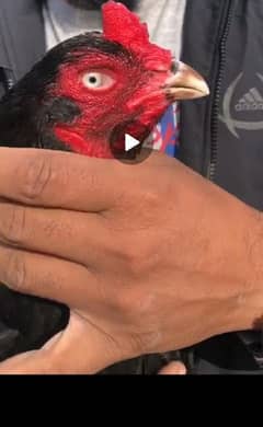 pure aseel lasani breed