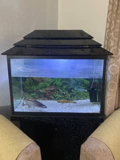 3x2 feet Aquarium