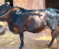 cow / desi cow | Qurbani cow | Cow | Bachri | Bhains | Gaee