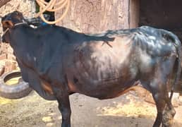 cow | desi cow | Qurbani cow | Cow | Bachri | Bhains | Gaee