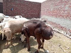 Sheeps and dumba for sale for qurbani 2025