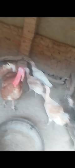 Turkey