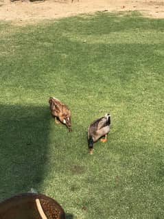 Very beautiful ducks for sale