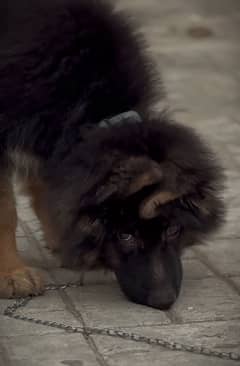 Jarman Shepherd