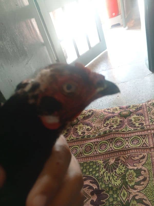 aseel murgi 7