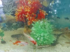 Aquarium 30inch /18inch fully with wooden stand