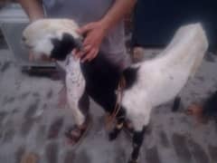 bakra seeling K lia