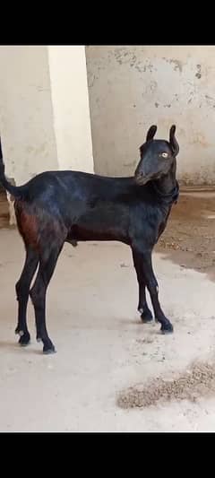 Teddy Bakra in Black colour