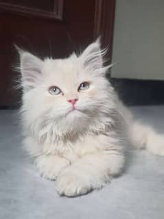 Adorable