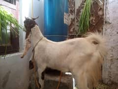 bakra 2 dant for sale