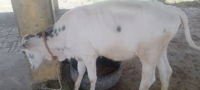 COW BACHI FOR SELL