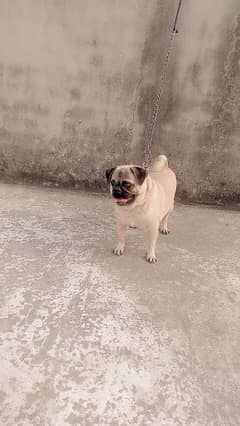 pug