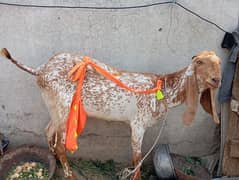 Bakri