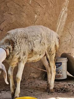 sheep