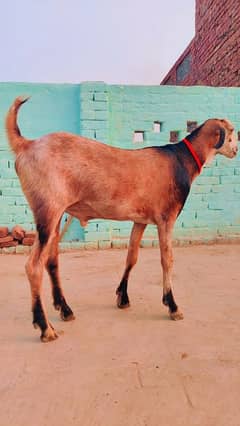 tapra