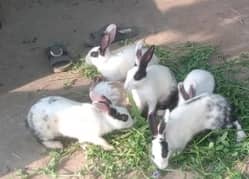 Rabbit piar healthy active full friendly