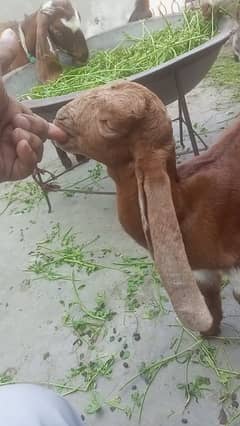 goats